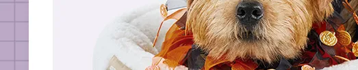 エアバギーハロウィン おばけを探してクーポンGET