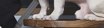 エアバギーハロウィン おばけを探してクーポンGET